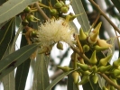 Eucalyptus flower