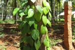 Pepper Vine