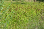 Finger Millet crop