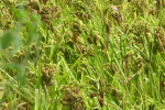 Ragi crop