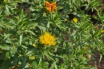 Safflower