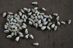 Safflower Seeds