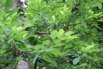 Custard Apple