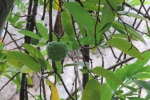 Custard Apple