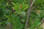 Custard Apple