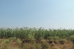 Sorghum Crop