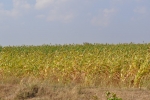 Sorghum