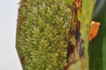 Sorghum