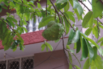 Soursop Tree