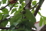 Soursop Tree