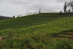 Tea Estate