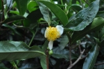 Tea Flower