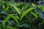 Tea Plant