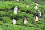 Tea Leaves picking