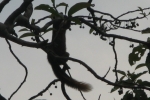 Teak Fruits