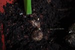 Turmeric Root