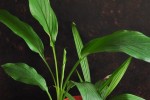 Turmeric Leaves