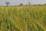 Wheat Plant