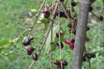 Wild Indian Jamun