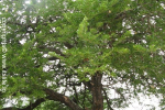 Wood Apple Tree