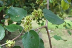 Yelachi Hannu Flower - Indian Jujube Flower