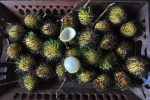 gon-yellow-rambutan-1