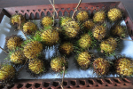 gon-yellow-rambutan-2