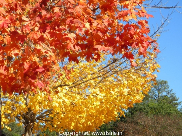 Fall Colors in Atlanta