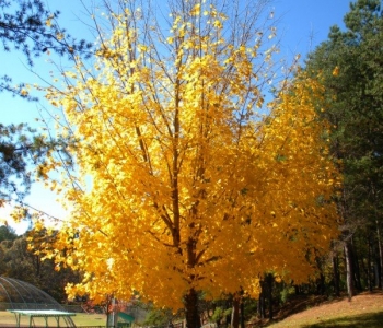 Fall Colors in Atlanta