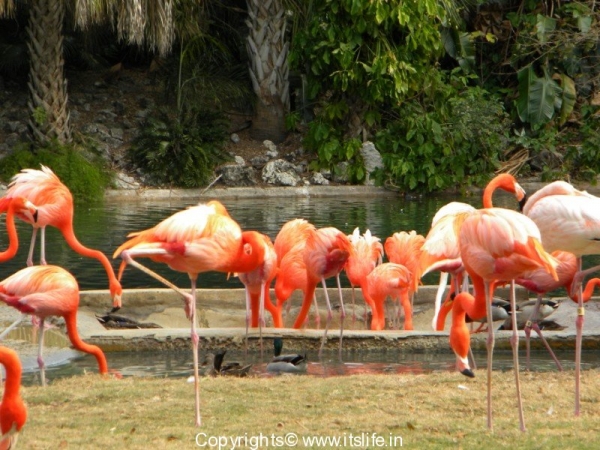 Red Flamingos - Florida