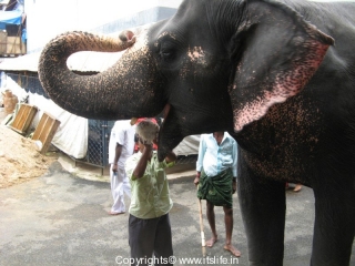 Dharmastala Elephant