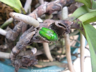 Green Beetle