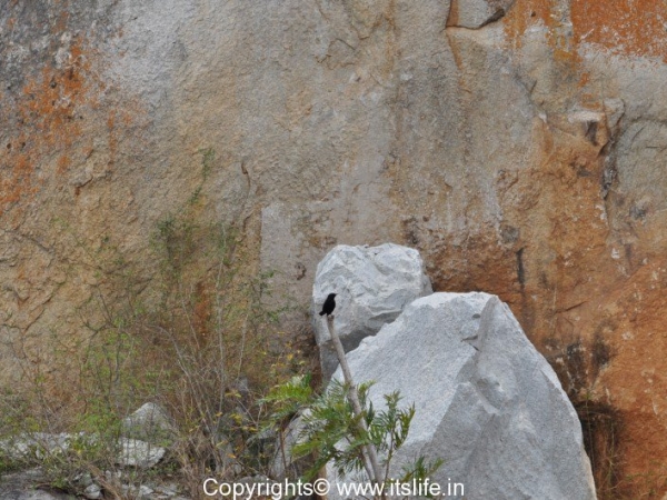 Pied Bush Chat