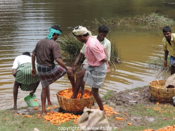 Washing carrots in Kodaikanal