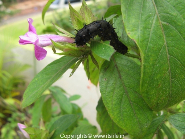 Caterpillar