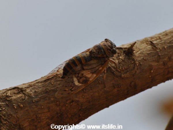 Cicada