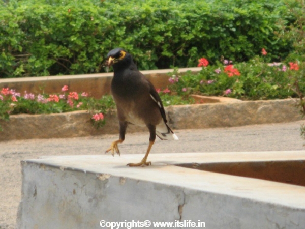 Common Myna