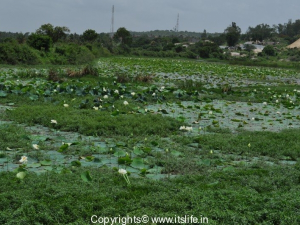 Lotus Lake