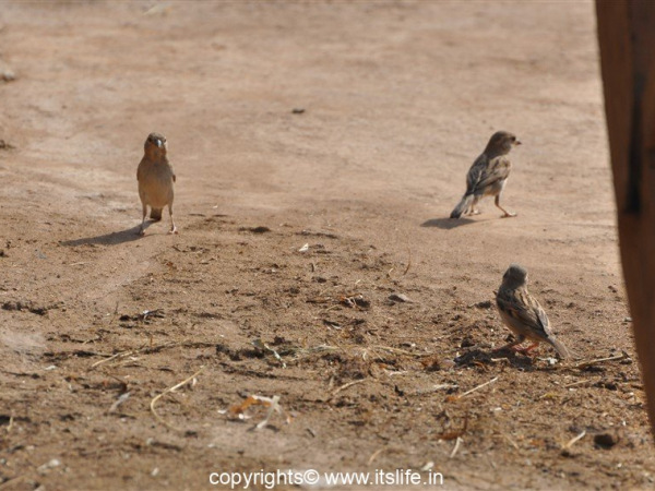 World Sparrow Day