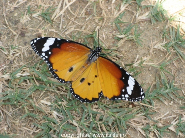 Plain Tiger Butterfly