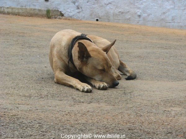 Sleepy doggy