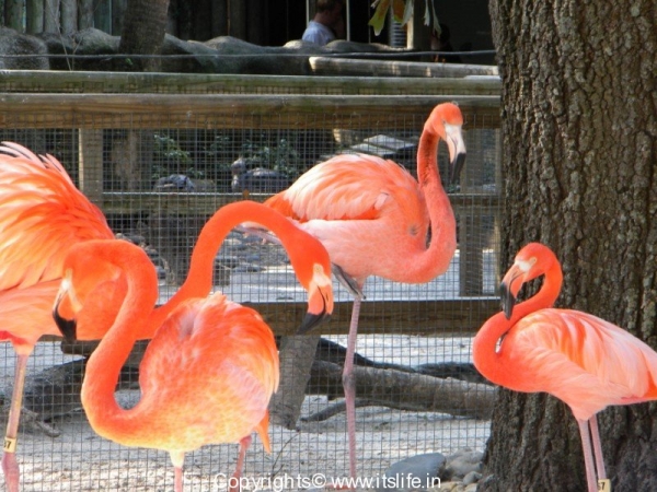 Red Flamingos - Orlando