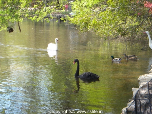 swan-lake-iris-gardens-119