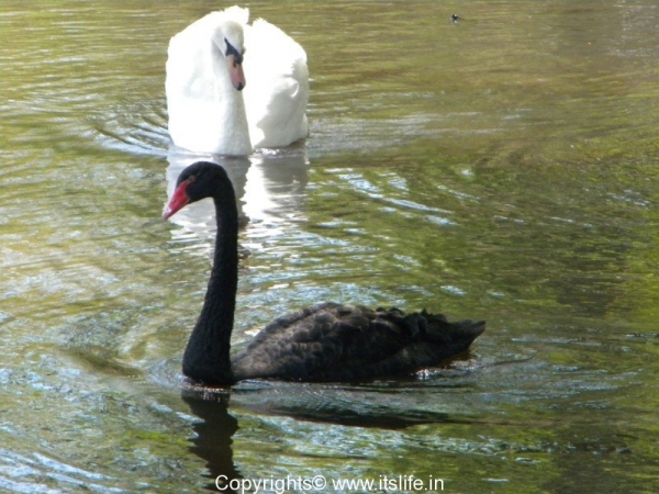 swan-lake-iris-gardens-120