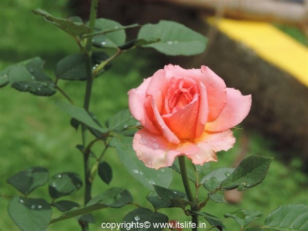 Botanical Garden at Lingambudhi Lake Mysuru