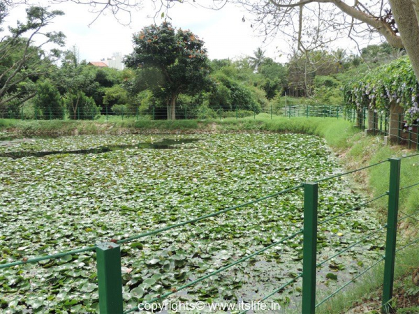 Botanical Garden at Lingambudhi Lake Mysuru