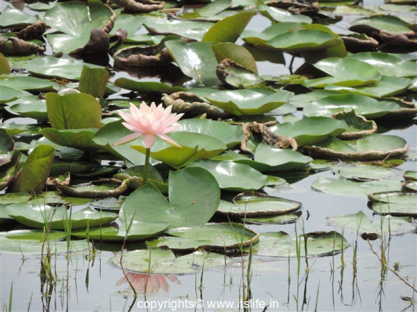 Botanical Garden at Lingambudhi Lake Mysuru