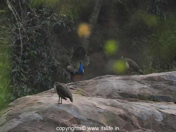 travel-mysuru-gonde-hosahalli-4