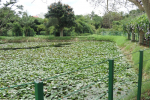 Botanical Garden at Lingambudhi Lake Mysuru