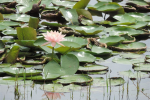 Botanical Garden at Lingambudhi Lake Mysuru